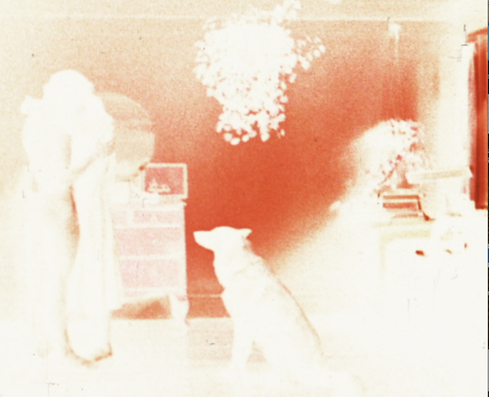 what am I doing here